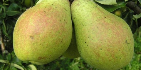 Pear memorija zhegalov